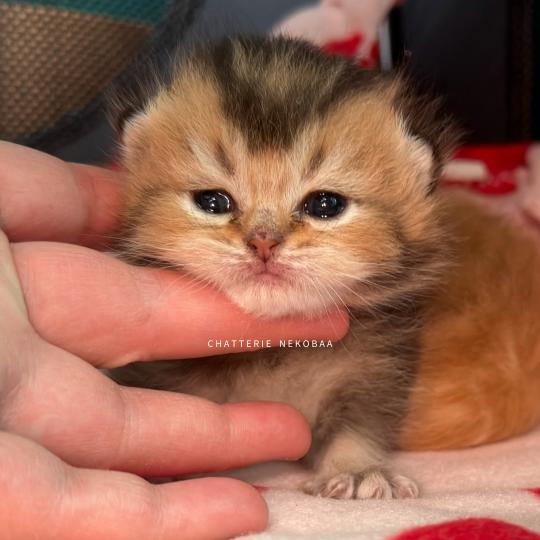 chaton British Shorthair black golden ticked tabby Hiroki Chatterie Nekobaa black golden ticked tabby