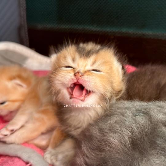 chaton British Shorthair black golden ticked tabby Hiroki Chatterie Nekobaa black golden ticked tabby