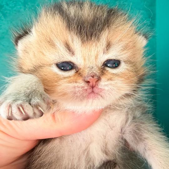 chaton British Shorthair black golden ticked tabby Hiroki Chatterie Nekobaa black golden ticked tabby