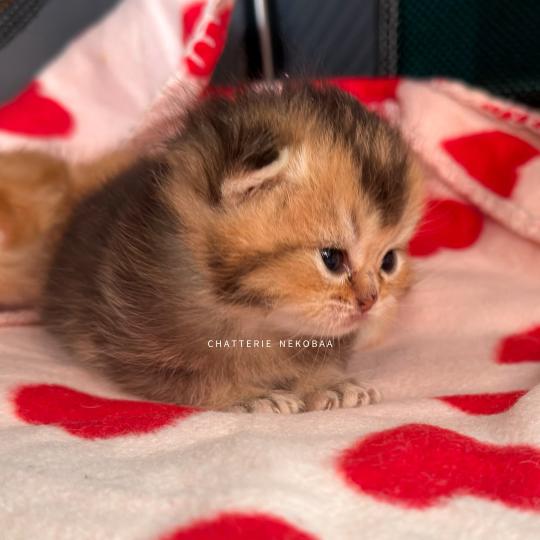 chaton British Shorthair black golden ticked tabby Hiroki Chatterie Nekobaa black golden ticked tabby
