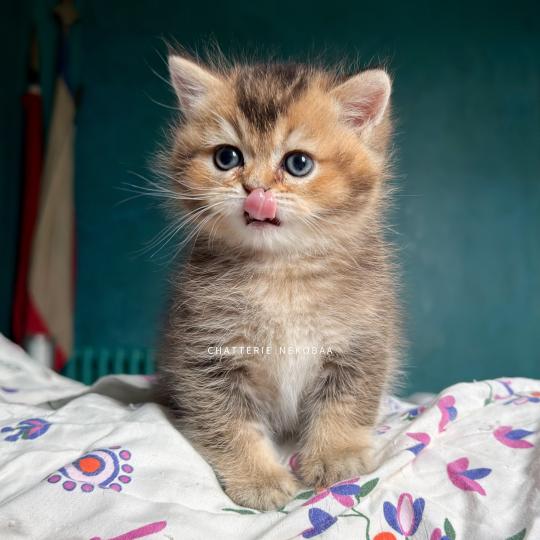 chaton British Shorthair black golden ticked tabby Hiroki Chatterie Nekobaa black golden ticked tabby