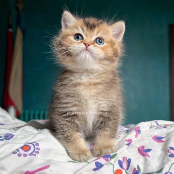 Hiroki Mâle British Shorthair