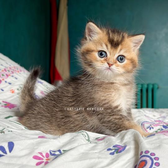 chaton British Shorthair black golden ticked tabby Hiroki Chatterie Nekobaa black golden ticked tabby
