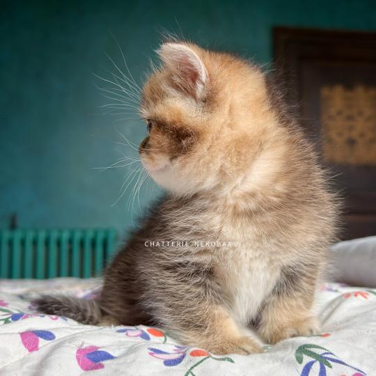 chaton British Shorthair black golden ticked tabby Hiroki Chatterie Nekobaa black golden ticked tabby