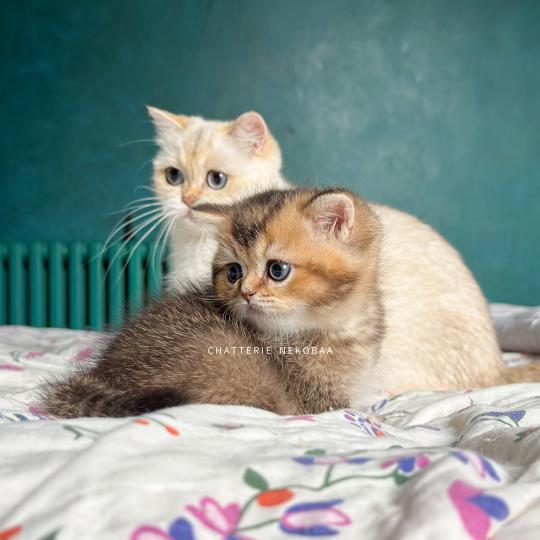 chaton British Shorthair black golden ticked tabby Hiroki Chatterie Nekobaa black golden ticked tabby