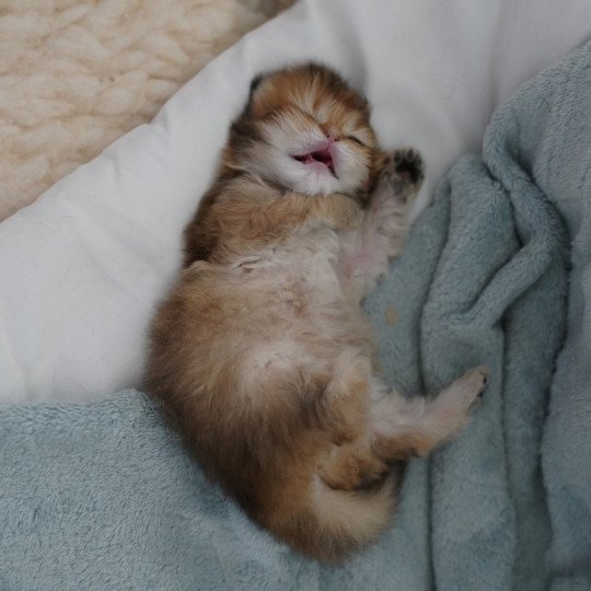 chaton British Longhair black golden shaded Natsu Chatterie Nekobaa black golden shaded
