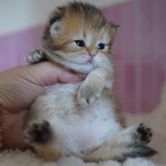 chaton British Longhair black golden shaded Natsu Chatterie Nekobaa black golden shaded