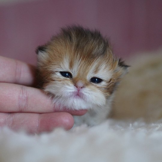 chaton British Longhair black golden shaded Natsu Chatterie Nekobaa black golden shaded