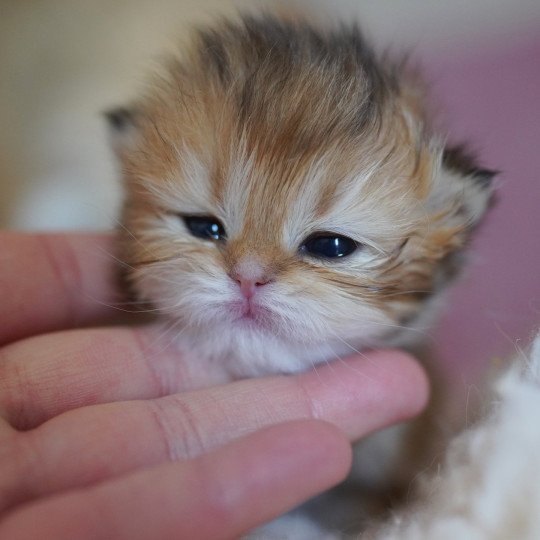 chaton British Longhair black golden shaded Natsu Chatterie Nekobaa black golden shaded