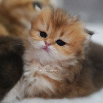 Natsu Femelle British Longhair
