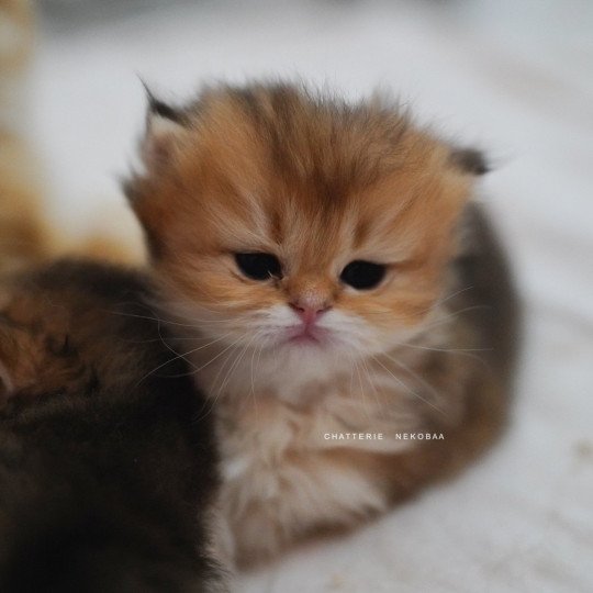 chaton British Longhair black golden shaded Natsu Chatterie Nekobaa black golden shaded