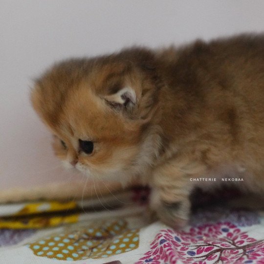 chaton British Longhair black golden shaded Natsu Chatterie Nekobaa black golden shaded