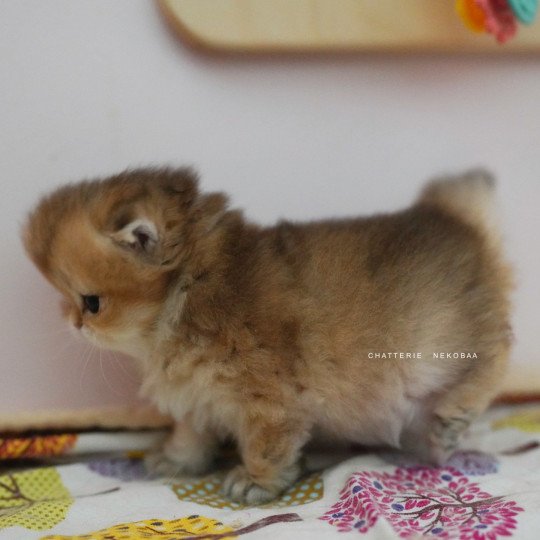 chaton British Longhair black golden shaded Natsu Chatterie Nekobaa black golden shaded