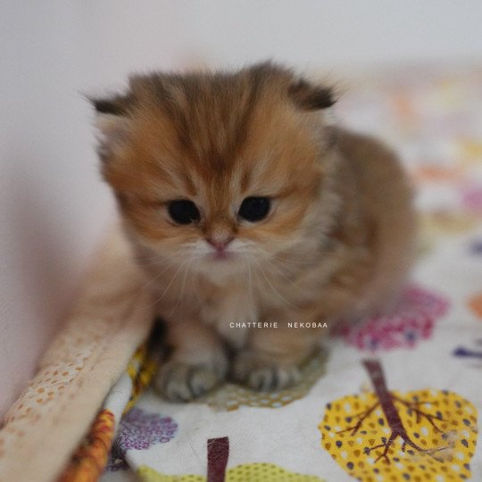 chaton British Longhair black golden shaded Natsu Chatterie Nekobaa black golden shaded