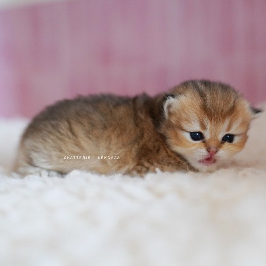 chaton British Longhair black golden shaded Nezuko Chatterie Nekobaa black golden shaded