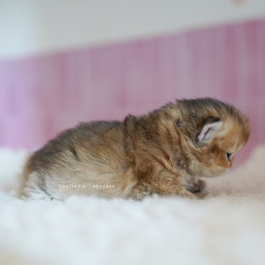 chaton British Longhair black golden shaded Nezuko Chatterie Nekobaa black golden shaded