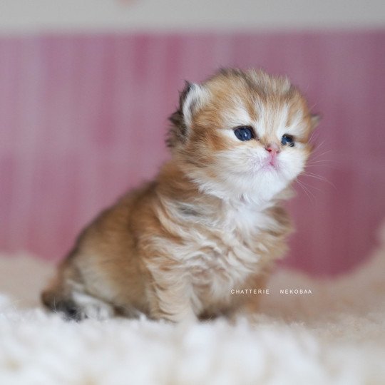 chaton British Longhair black golden shaded Nezuko Chatterie Nekobaa black golden shaded