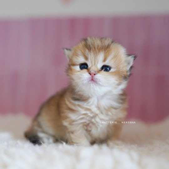 chaton British Longhair black golden shaded Nezuko Chatterie Nekobaa black golden shaded