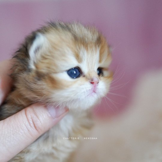 chaton British Longhair black golden shaded Nezuko Chatterie Nekobaa black golden shaded