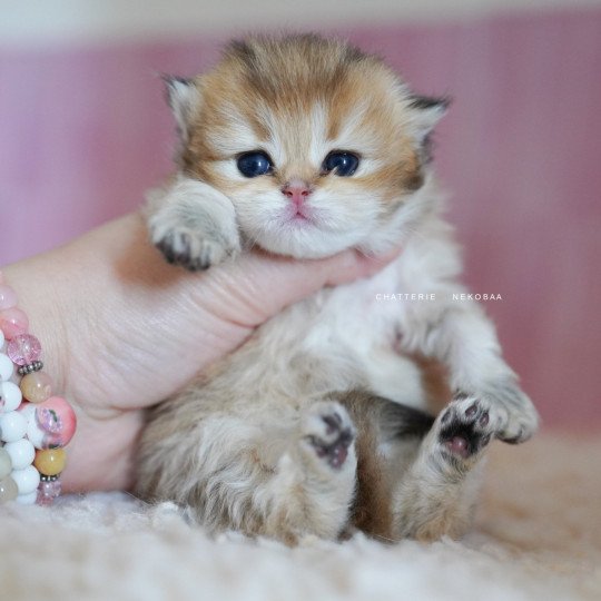 chaton British Longhair black golden shaded Nezuko Chatterie Nekobaa black golden shaded