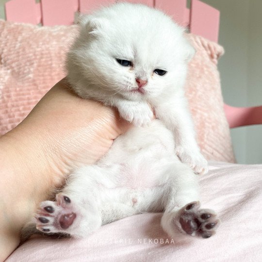 chaton British Shorthair sunshine Obito Chatterie Nekobaa sunshine 