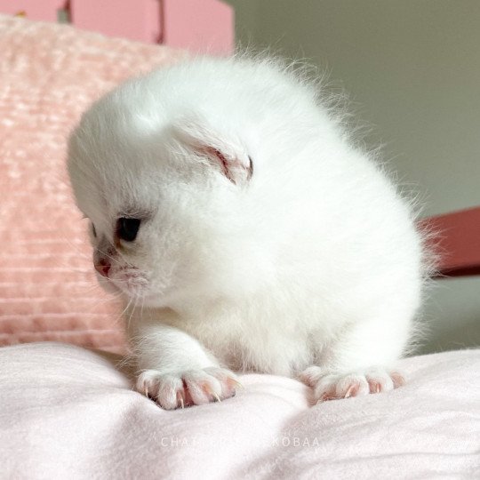chaton British Shorthair sunshine Obito Chatterie Nekobaa sunshine 