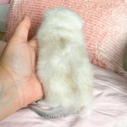 chaton British Shorthair sunshine Obito Chatterie Nekobaa sunshine 