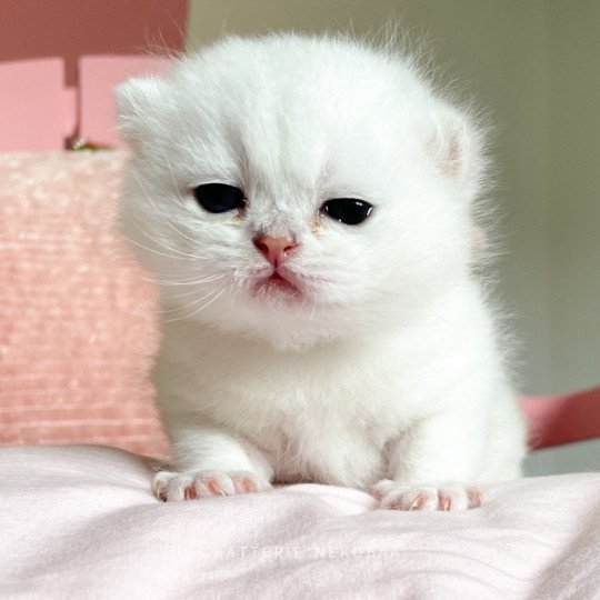 chaton British Shorthair sunshine Obito Chatterie Nekobaa sunshine 