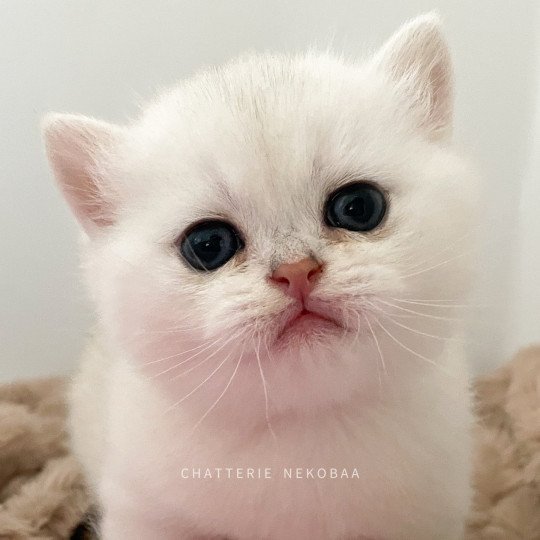 chaton British Shorthair sunshine Obito Chatterie Nekobaa sunshine 
