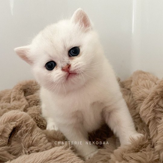 chaton British Shorthair sunshine Obito Chatterie Nekobaa sunshine 