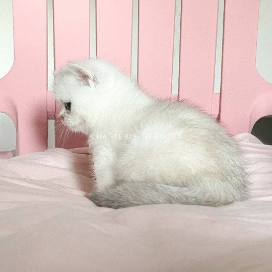 chaton British Shorthair sunshine Obito Chatterie Nekobaa sunshine 