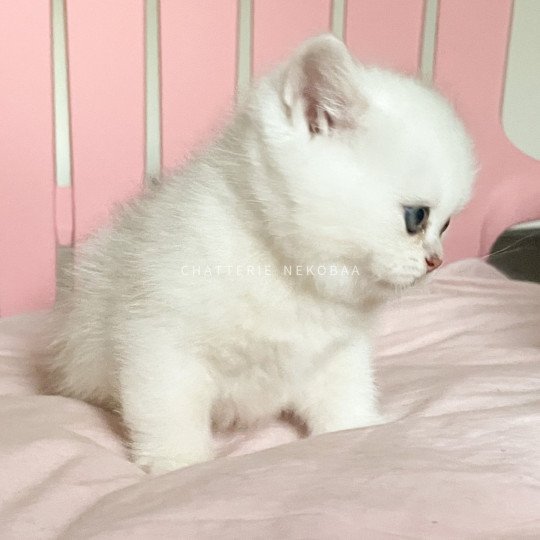 chaton British Shorthair sunshine Obito Chatterie Nekobaa sunshine 