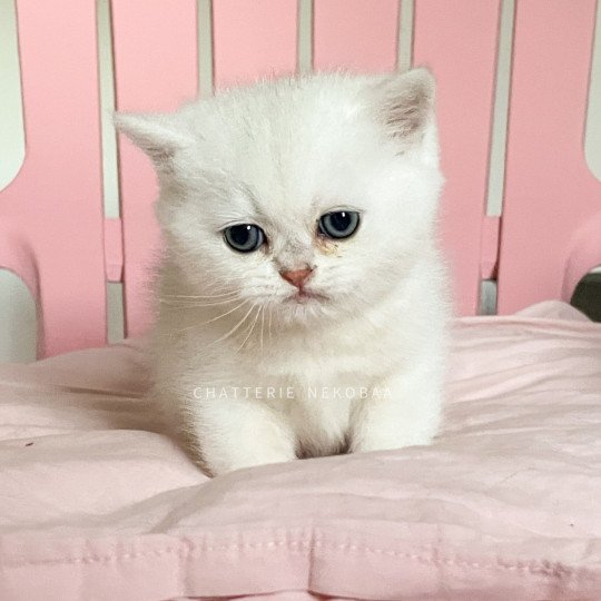 chaton British Shorthair sunshine Obito Chatterie Nekobaa sunshine 