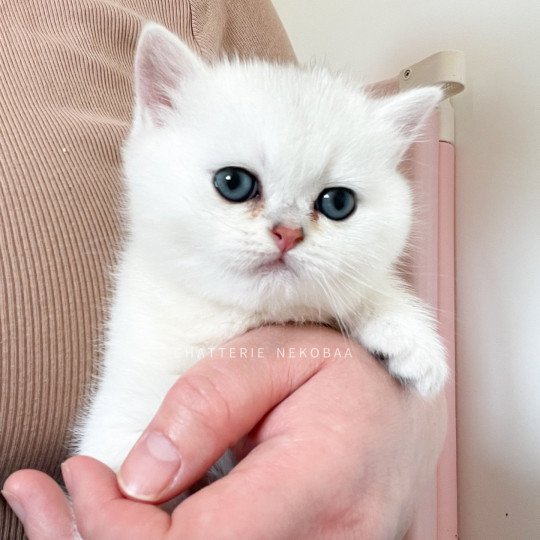chaton British Shorthair sunshine Obito Chatterie Nekobaa sunshine 