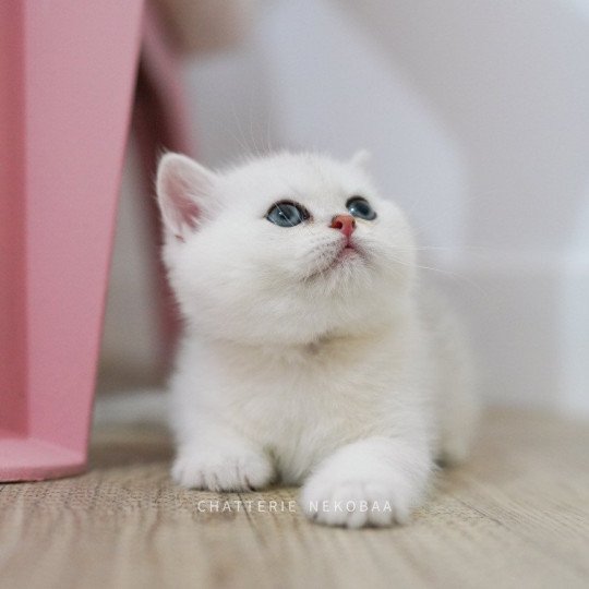 chaton British Shorthair sunshine Obito Chatterie Nekobaa sunshine 
