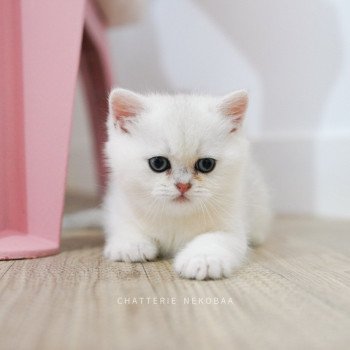 Obito Mâle British Shorthair