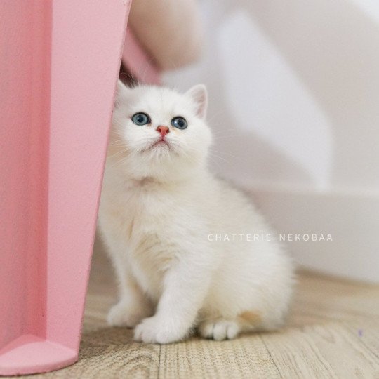 chaton British Shorthair sunshine Obito Chatterie Nekobaa sunshine 