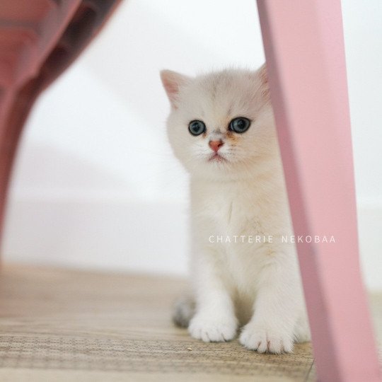chaton British Shorthair sunshine Obito Chatterie Nekobaa sunshine 