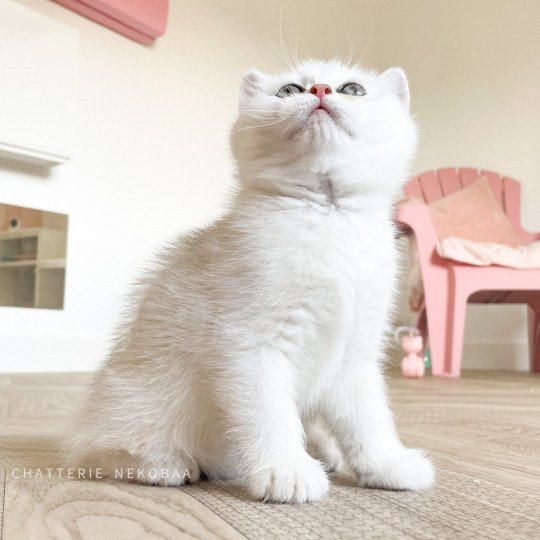 chaton British Shorthair sunshine Obito Chatterie Nekobaa sunshine 