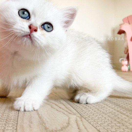 chaton British Shorthair sunshine Obito Chatterie Nekobaa sunshine 