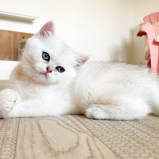 chaton British Shorthair sunshine Obito Chatterie Nekobaa sunshine 