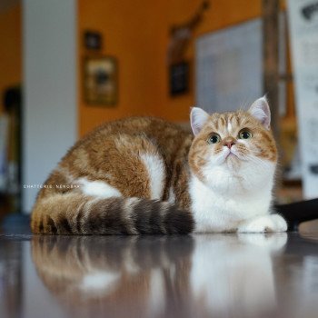 Gigi Femelle British Shorthair