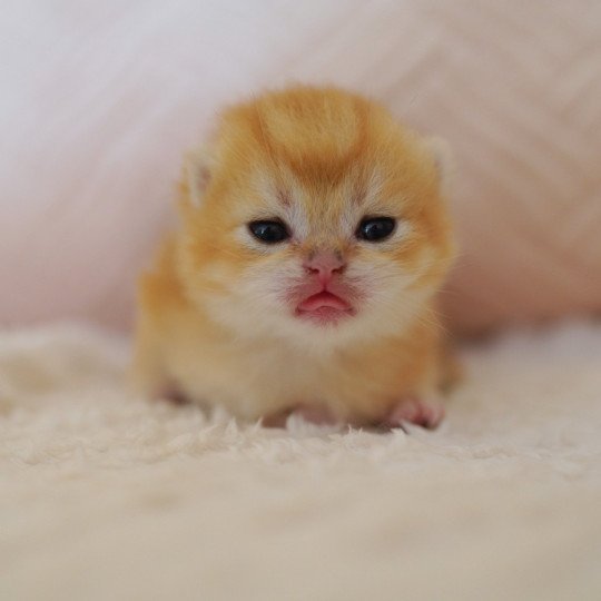 chaton British Shorthair black golden shell Otōtosan Chatterie Nekobaa black golden shell