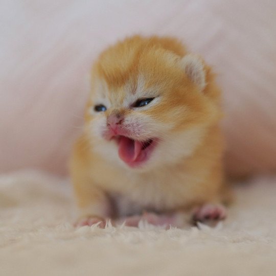 chaton British Shorthair black golden shell Otōtosan Chatterie Nekobaa black golden shell