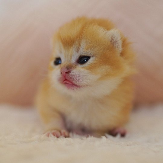 chaton British Shorthair black golden shell Otōtosan Chatterie Nekobaa black golden shell
