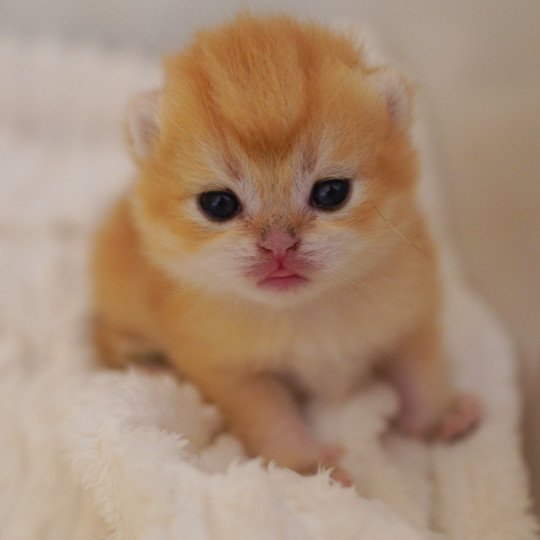 chaton British Shorthair black golden shell Otōtosan Chatterie Nekobaa black golden shell
