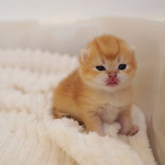 chaton British Shorthair black golden shell Otōtosan Chatterie Nekobaa black golden shell