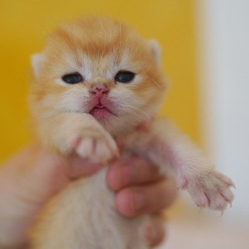 Otōtosan Mâle British Shorthair