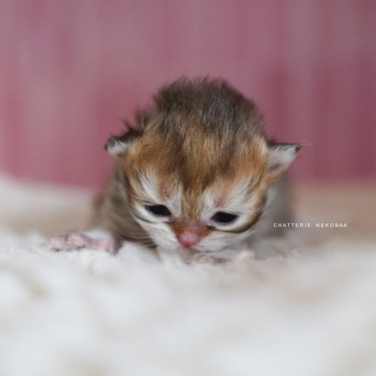 chaton British Longhair black golden shaded Pepette Chatterie Nekobaa black golden shaded