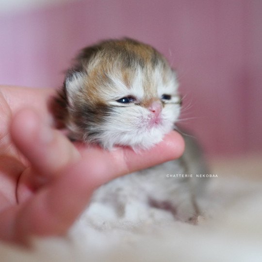 chaton British Longhair black golden shaded Pepette Chatterie Nekobaa black golden shaded